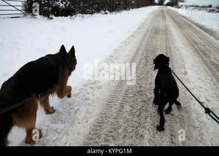 Dogs walking on a snowy road Stock Photo