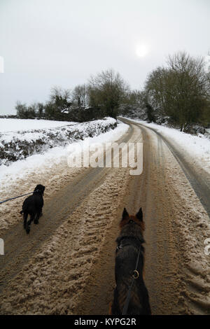 Dogs walking on a snowy road Stock Photo