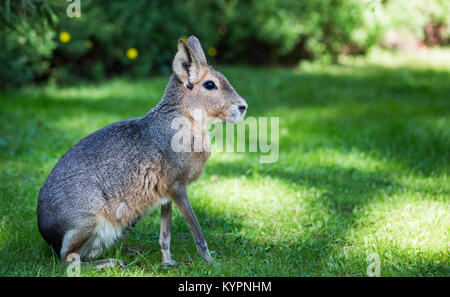 Patagonian mara (Dolichotis patagonum) is a relatively large rodent in the mara genus (Dolichotis). It is also known as the Patagonian cavy, Patagonia Stock Photo