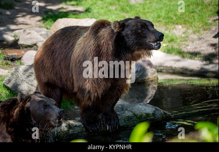 Brown bear (Ursus arctos) is the most widely distributed bear and is found across much of northern Eurasia and North America. Stock Photo