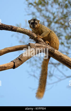 Red-fronted Lemur - Eulemur rufifrons, Kirindi forest, Madagascar Stock Photo