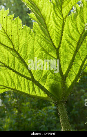 Gunnera leaf backlit texture Stock Photo