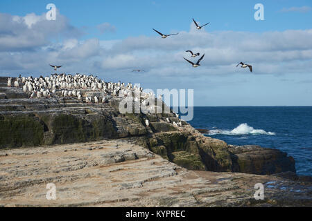 Large group of Imperial Shag (Phalacrocorax atriceps albiventer) on the coast of Bleaker Island on the Falkland Islands Stock Photo