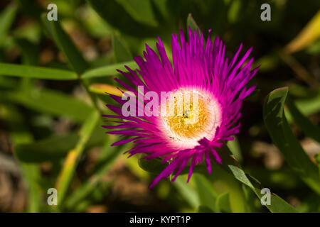 Detail of Carpobrotus rossii or karkalla or pig face flower, Kenya, East Africa Stock Photo