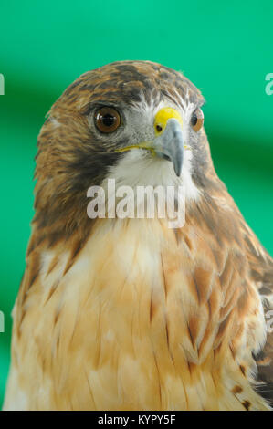 Red tail hawk (Buteo Jamaicensis) isolated on a green background headshot. Stock Photo