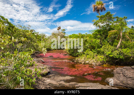 La Macarena, an isolated town in Colombia's Meta department, is famous for Caño Cristales, the River of Five Colors. Stock Photo