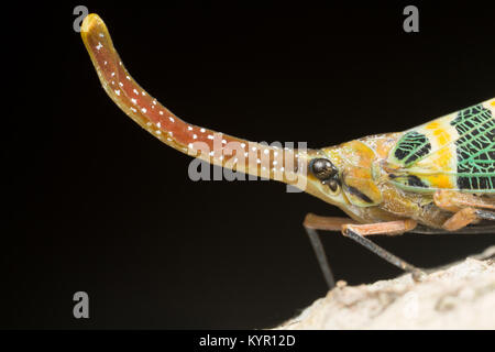 Pyrops candelaria (Laternaria candelaria and Fulgora candelaria in older literature) is a species of planthopper that lives in Vietnam, Hong Kong, Lao Stock Photo