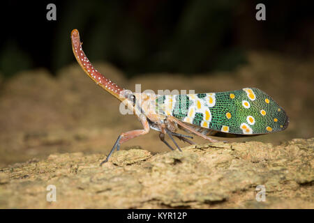 Pyrops candelaria (Laternaria candelaria and Fulgora candelaria in older literature) is a species of planthopper that lives in Thailand and other part Stock Photo