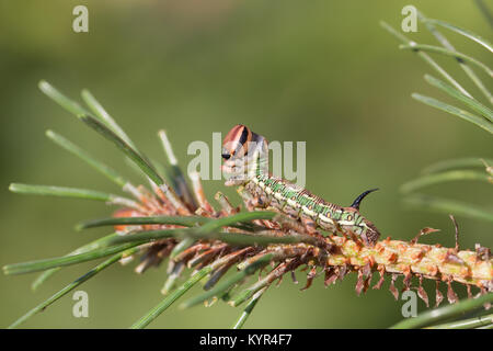 Pine hawk-moth caterpillar Stock Photo