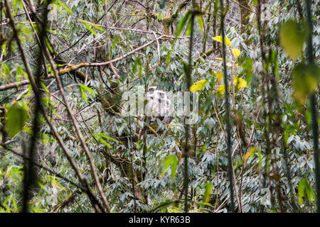 Grey Langurs in the Jungle in Annapurna Conservation Area, Nepal Stock Photo