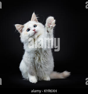 Blue eyed ragdoll cat / kitten sitting isolated on black background looking at the lens with reaching paw Stock Photo