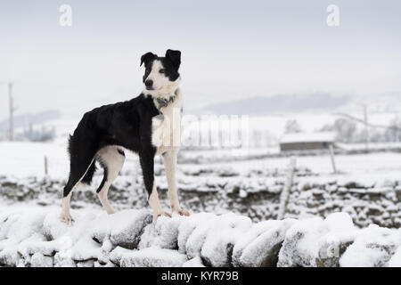 Titch, a working border Collie looking for sheep in the snow near Hawes in Wensleydale in the Yorkshire Dales. Stock Photo