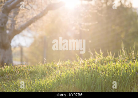 Setting sun shining through apple tree onto new spring grass Stock Photo