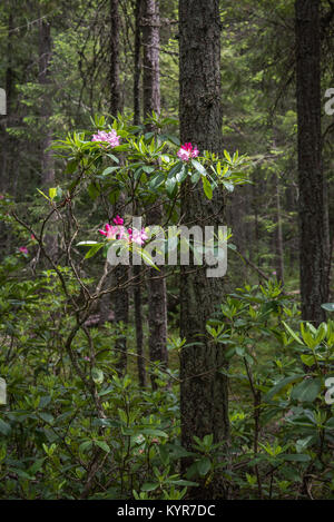Native red rhododendron blooming in coniferous forest in E.C. Manning Provincial Park Stock Photo