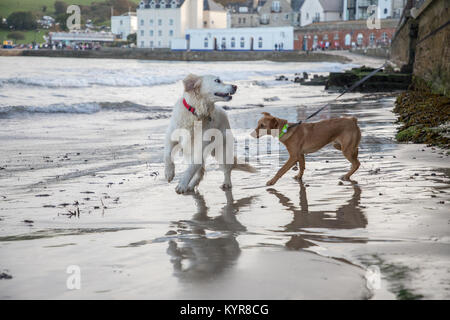 dogs playing on beach in seaside town Stock Photo