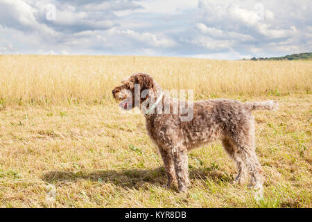 Profile view of a Wirehaired Pointing Griffon, or Korthals,  standing in a partially mown agricultural field during hay harvesting, Bred as a gundog f Stock Photo