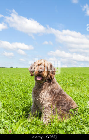 Wirehaired Pointing Griffon or Korthals sitting in an agricultural  field of fresh green  clover under a sunny cloudy blue sky looking at the camera a Stock Photo