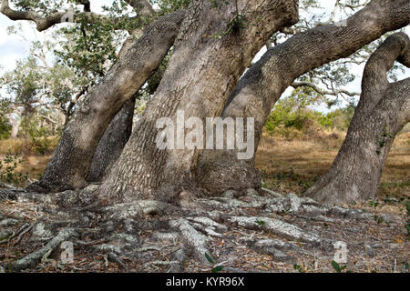Grove of Coastal Live Oak  trees displaying surface roots  'Quercus virginiana'  Goose Island State Park. Stock Photo