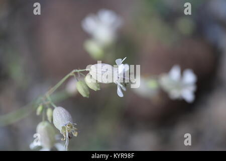 Wildflower,Bladder Campion [Silene cucubalus] Stock Photo