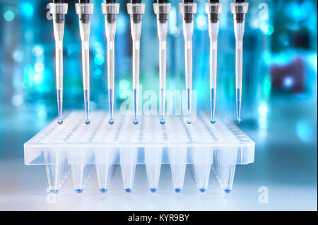 Multichannel pipette tips filled in with reaction mixture to amplify DNA in plastic wells Stock Photo