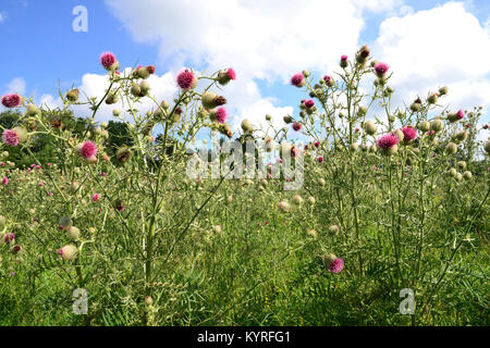 Woolly Thistle (Cirsium eriophorum), flower Stock Photo