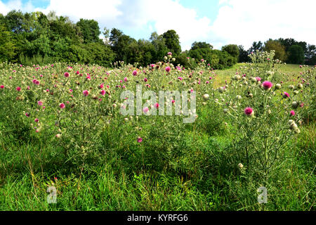 Woolly Thistle (Cirsium eriophorum), flower Stock Photo