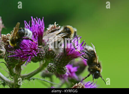Forest Cuckoo Bumblebee, four coloured cuckoo bee (Bombus sylvestris) several animals on a thistle blossom Stock Photo