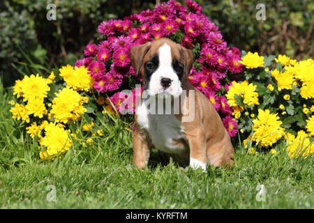 German Boxer. Tricolored puppy (6 weeks old) sitting on grass with flowers in background. Germany Stock Photo