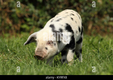 Domestic Pig, Turopolje x ?. Piglet (3 weeks old) standing on a meadow. Germany Stock Photo