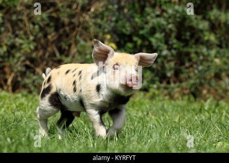 Domestic Pig, Turopolje x ?. Piglet (3 weeks old) trotting on a meadow. Germany Stock Photo