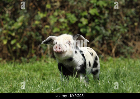 Domestic Pig, Turopolje x ?. Piglet (3 weeks old) standing on a meadow. Germany Stock Photo