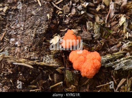 Common jellyspot (Dacrymyces stillatus) Stock Photo