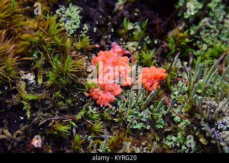 Common jellyspot (Dacrymyces stillatus) Stock Photo