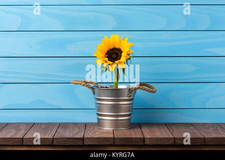 Sunflower in silver pot Stock Photo
