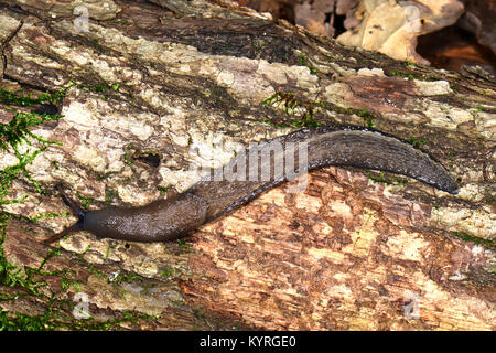 Black Keel Back Slug (Limax cinereoniger), the largest European land slug. Stock Photo