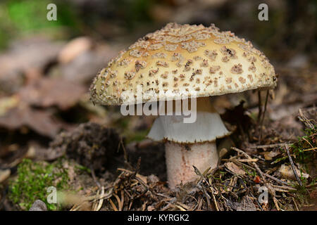 Blusher, Woodland Pink Mushroom (Amanita rubescens), fruit body on forest floor