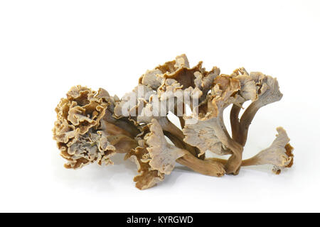 Sinuous Chanterelle (Pseudocraterellus undulatus) Stock Photo