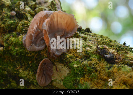 Wood Ear Fungus, Ear Fungus, Mu-err Fungus or Jew's Ear (Auricularia auricula-judae, Auricularia polytricha). Fruiting body on rotting elder wood