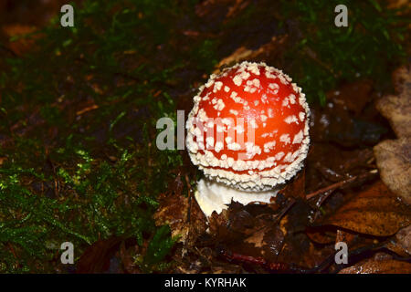 Fly Agaric (Amanita muscaria),  toadstoal young