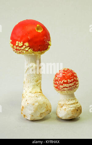 Fly Agaric (Amanita muscaria), pair of toadstoals of different sizes, on the right side the young one with still closed cap