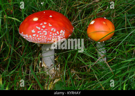 Fly Agaric (Amanita muscaria), pair of toadstoals of different sizes