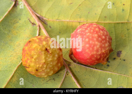 Two Oak Galls of Common Oak Gall Wasp, Oak Leaf Cherry-gall Cynipid (Cynips quercusfolii) on a Oak leaf Stock Photo