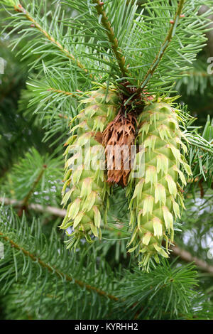 Douglas Fir (Pseudotsuga menziesii, Pseudotsuga douglasii), one cone  from the previous year  between 2 newly formed cones Stock Photo