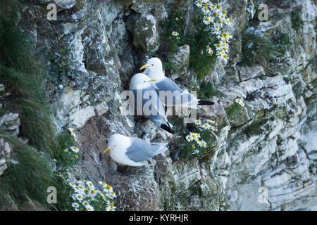 Close-up of 3 adult Kittiwakes perched together on narrow ledges on the side of a chalk cliff- Bempton Cliffs RSPB reserve, East Yorkshire, England. Stock Photo