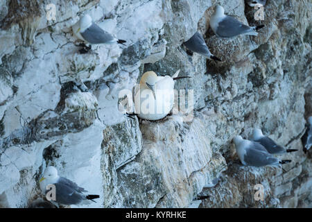 View of single gannet sitting on nest on side of chalk cliff, with kittiwakes nesting nearby - Bempton Cliffs RSPB reserve, East Yorkshire, England. Stock Photo