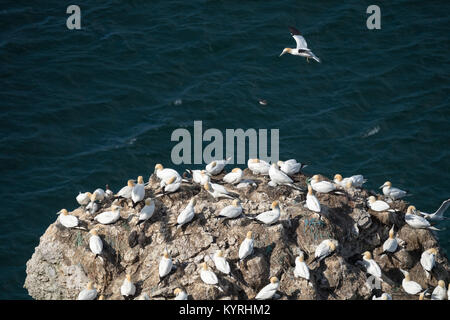 Cliff-top view of gannets sitting, resting & 1 flying in sun, on chalk headland over North Sea - Bempton Cliffs RSPB reserve, East Yorkshire, England. Stock Photo