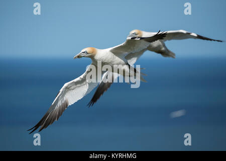 Close-up side view of 2 sunlit gannets flying & soaring over North Sea, wings outstretched - Bempton Cliffs RSPB reserve, East Yorkshire, England, UK. Stock Photo