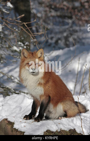 Red Fox (Vulpes vulpes). Adult sitting on snow. Germany Stock Photo