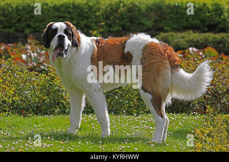 St. Bernard. Adult dog standing on a lawn in a garden. Germany Stock Photo