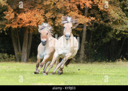 Norwegian Fjord Horse. Two adults galloping on a pasture. Germany Stock Photo